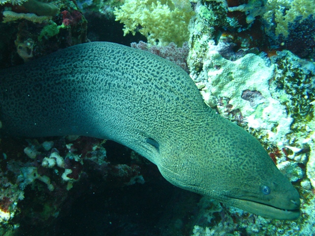 giant moray.jpg